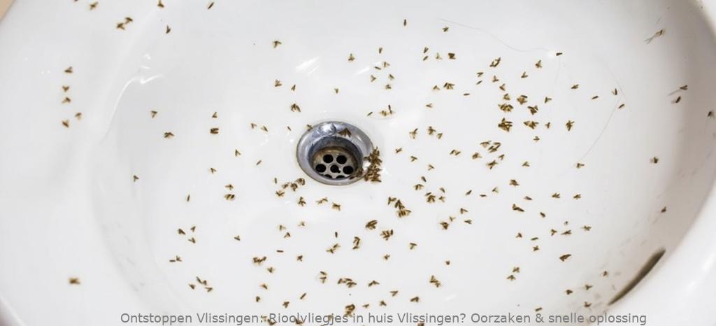 Rioolvliegjes in huis Vlissingen? Oorzaken & snelle oplossing